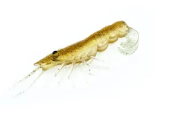 Chasebaits Curly Prawn 90