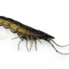 Chasebaits Curly Prawn 60