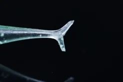 Jackall Jelly Sardine 54