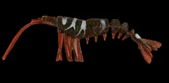 King Brown Killer Prawn