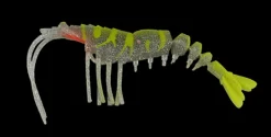 King Brown Killer Prawn