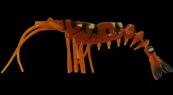 King Brown Killer Prawn