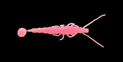 Madeye Paddle Prawn