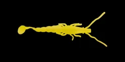 Madeye Paddle Prawn
