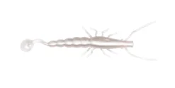 Madeye Paddle Prawn