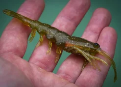 Pro Lure Clone Prawn 92mm