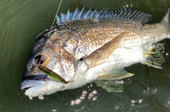 Pro Lure SK62S