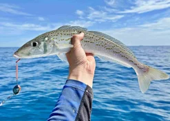 Vexed Bottom Worm Long Shank